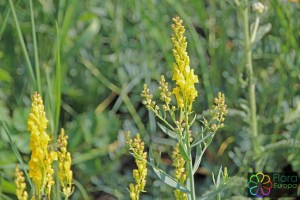 linaria angustissima (2)